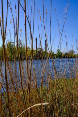 Yazın çimenleri ve sudaki yansımaları olan küçük kırsal gölet.