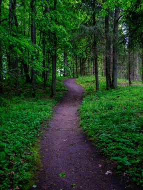 Ormanda dar turist yürüyüş parkurları. Doğa maceraları için vahşi doğaya giden patika.