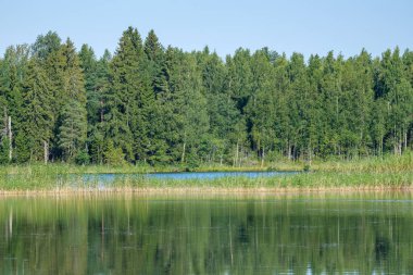 Yazın yüksek çim ve yapraklarla dolu kırsal orman nehri. Taşlı koyu kahverengi su akıntısı.