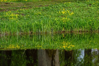 Yazın çimenleri ve sudaki yansımaları olan küçük kırsal gölet.