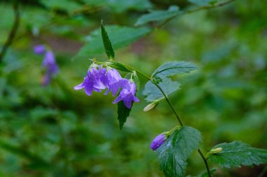 Bahar bahçesinde belirtilmemiş mavi çiçekler açıyor. Doğa dokusu