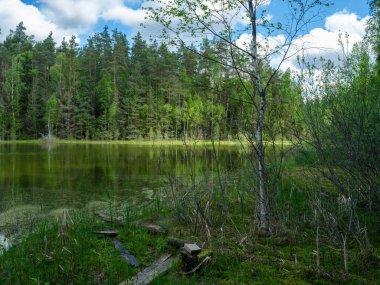 Yazın yüksek çim ve yapraklarla dolu kırsal orman nehri. Taşlı koyu kahverengi su akıntısı.