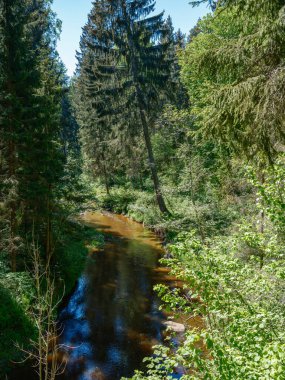 Yazın yüksek çim ve yapraklarla dolu kırsal orman nehri. Taşlı koyu kahverengi su akıntısı.