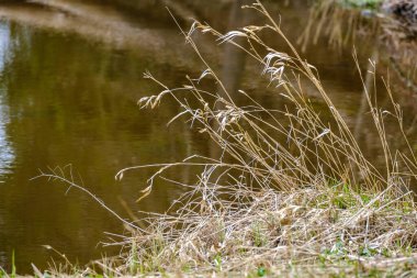 kaotik bahar ormanları dağınık ağaç gövdeleri ve yapraklarla doludur. Soyut doğa dokuları