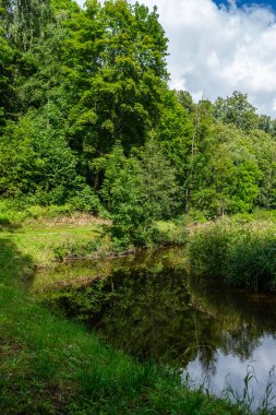 Yazın yüksek çim ve yapraklarla dolu kırsal orman nehri. Taşlı koyu kahverengi su akıntısı.