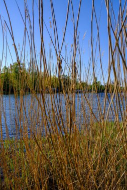 Yazın çimenleri ve sudaki yansımaları olan küçük kırsal gölet.