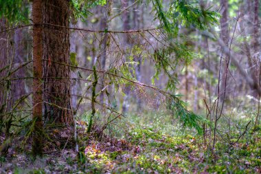 kaotik bahar ormanları dağınık ağaç gövdeleri ve yapraklarla doludur. Soyut doğa dokuları