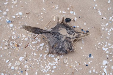 Turistlerin ardından doğa izlerine rastgele çöp parçaları bırakıldı