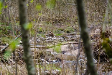 kaotik bahar ormanları dağınık ağaç gövdeleri ve yapraklarla doludur. Soyut doğa dokuları