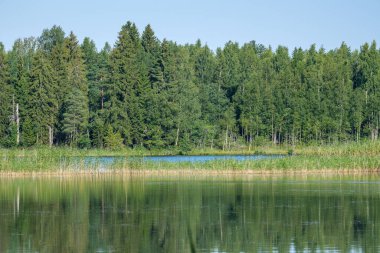 Yazın yüksek çim ve yapraklarla dolu kırsal orman nehri. Taşlı koyu kahverengi su akıntısı.