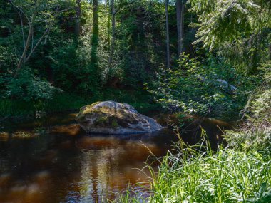 Yazın yüksek çim ve yapraklarla dolu kırsal orman nehri. Taşlı koyu kahverengi su akıntısı.