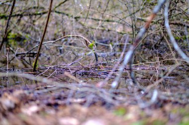 kaotik bahar ormanları dağınık ağaç gövdeleri ve yapraklarla doludur. Soyut doğa dokuları