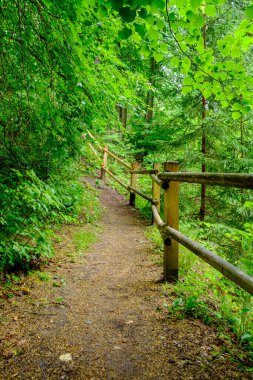 Vahşi doğada yürüyüş için ormandaki tahta patika. yaz sahnesi
