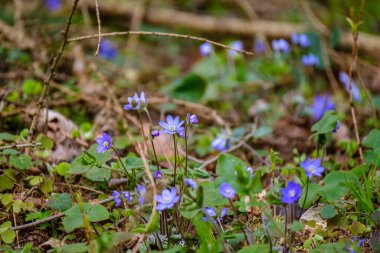 Bahar bahçesinde belirtilmemiş mavi çiçekler açıyor. Doğa dokusu