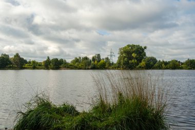 Yazın yüksek çim ve yapraklarla dolu kırsal orman nehri. Taşlı koyu kahverengi su akıntısı.