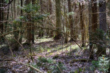 kaotik bahar ormanları dağınık ağaç gövdeleri ve yapraklarla doludur. Soyut doğa dokuları