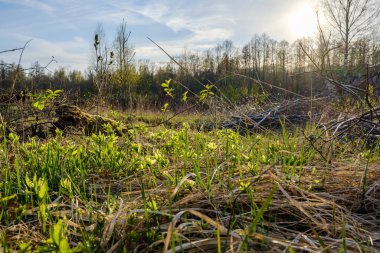 kaotik bahar ormanları dağınık ağaç gövdeleri ve yapraklarla doludur. Soyut doğa dokuları