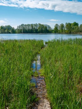 Vahşi doğada yürüyüş için ormandaki tahta patika. yaz sahnesi