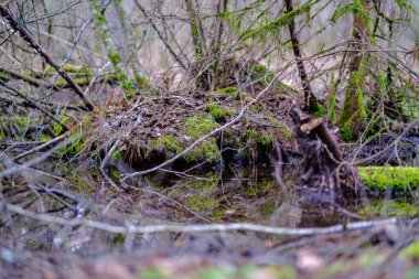 kaotik bahar ormanları dağınık ağaç gövdeleri ve yapraklarla doludur. Soyut doğa dokuları