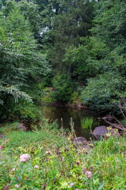 Yazın yüksek çim ve yapraklarla dolu kırsal orman nehri. Taşlı koyu kahverengi su akıntısı.
