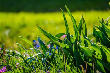 Bahar bahçesinde belirtilmemiş mavi çiçekler açıyor. Doğa dokusu