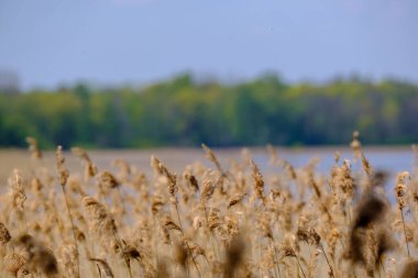 Doğa ilkbaharında soyut kuru ot dokusu. düşük açılı çekim