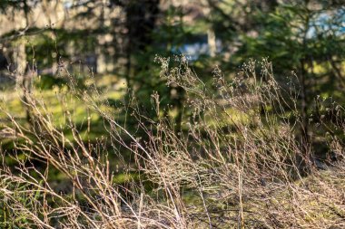 kaotik bahar ormanları dağınık ağaç gövdeleri ve yapraklarla doludur. Soyut doğa dokuları