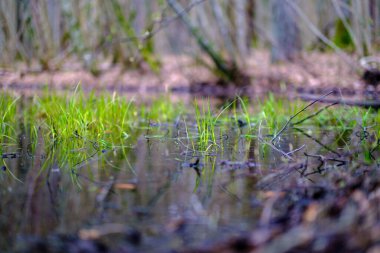 Yazın çimenleri ve sudaki yansımaları olan küçük kırsal gölet.