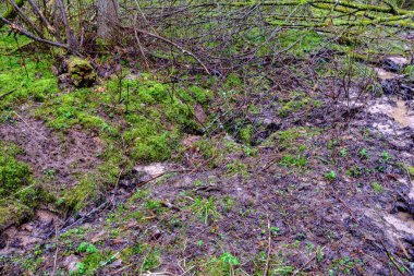 kaotik bahar ormanları dağınık ağaç gövdeleri ve yapraklarla doludur. Soyut doğa dokuları