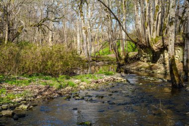 kaotik bahar ormanları dağınık ağaç gövdeleri ve yapraklarla doludur. Soyut doğa dokuları