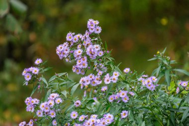 Bahar bahçesinde belirtilmemiş mavi çiçekler açıyor. Doğa dokusu