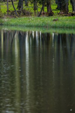 Yazın çimenleri ve sudaki yansımaları olan küçük kırsal gölet.