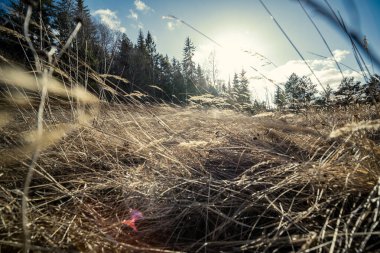 Doğa ilkbaharında soyut kuru ot dokusu. düşük açılı çekim