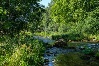 Yazın yüksek çim ve yapraklarla dolu kırsal orman nehri. Taşlı koyu kahverengi su akıntısı.