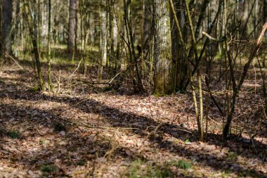 kaotik bahar ormanları dağınık ağaç gövdeleri ve yapraklarla doludur. Soyut doğa dokuları