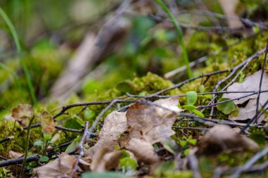 kaotik bahar ormanları dağınık ağaç gövdeleri ve yapraklarla doludur. Soyut doğa dokuları