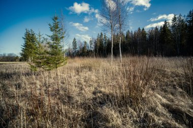 Doğa ilkbaharında soyut kuru ot dokusu. düşük açılı çekim