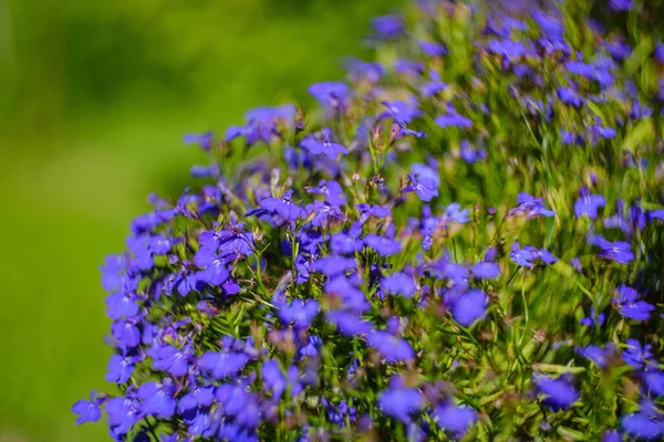 Nespecifikované Modré Květy Kvetoucí Jarní Zahradě Přírodní Textura — Stock fotografie
