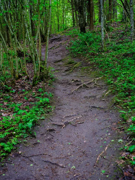 Étroit Sentier Randonnée Touristique Forêt Sentier Pour Les Aventures Nature — Photo