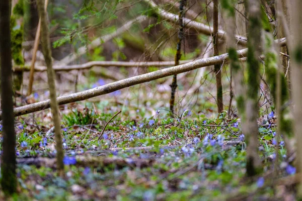 Chaotic Spring Forest Lush Messy Tree Trunks Some Foliage Abstract — Stock Photo, Image