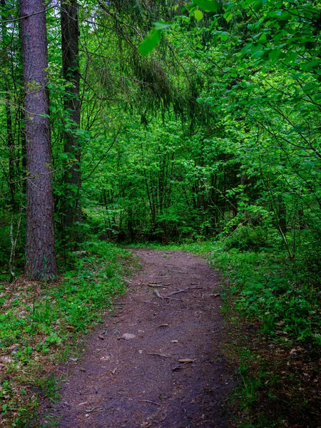 Sendero Turístico Estrecho Bosque Sendero Para Las Aventuras Naturaleza Naturaleza — Foto de Stock