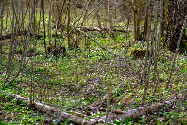 Chaotischen Frühlingswald Üppig Mit Chaotischen Baumstämmen Und Etwas Laub Abstrakte — Stockfoto
