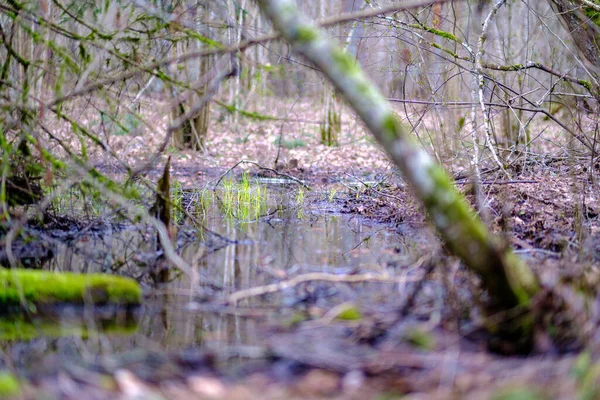 Forêt Printemps Chaotique Luxuriante Avec Troncs Arbres Salissants Peu Feuillage — Photo