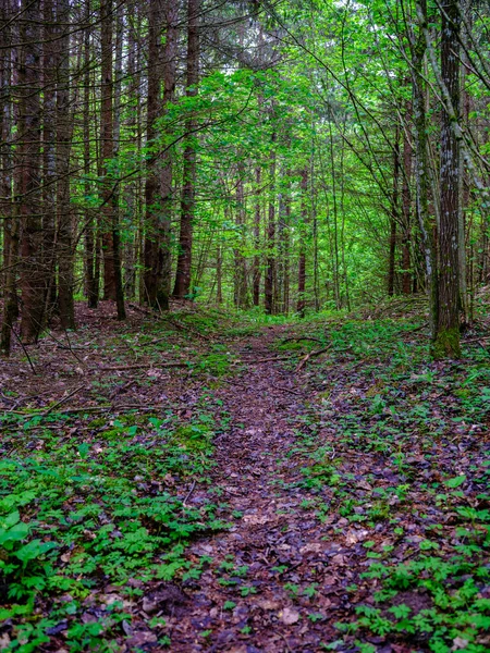 森の中の狭い観光ハイキングコース 野生への自然冒険への道 — ストック写真