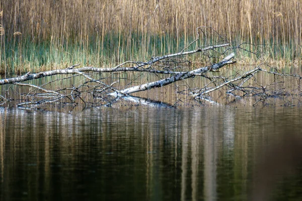 Petit Étang Rural Avec Herbe Reflets Dans Eau Été — Photo