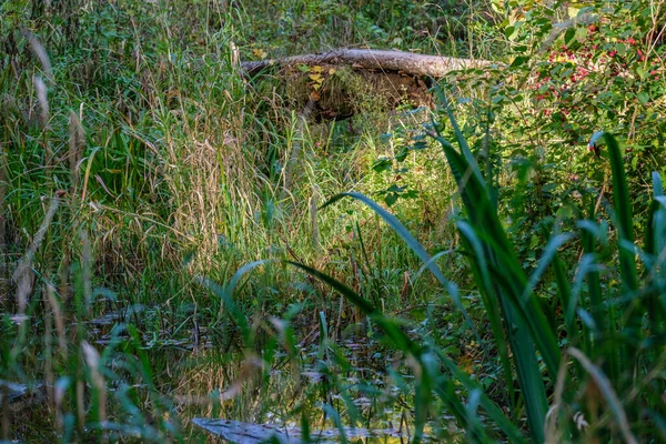 Landschap Bos Rivier Zomer Met Hoog Gras Gebladerte Donkerbruine Waterstroom — Stockfoto