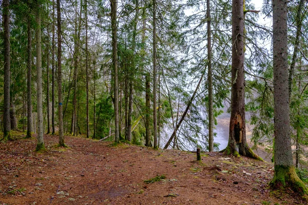 Kaotiska Vårskogen Frodig Med Röriga Trädstammar Och Lite Bladverk Abstrakta — Stockfoto