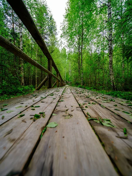 Sentiero Pedonale Legno Nella Foresta Escursioni Nella Natura Selvaggia Scena — Foto Stock