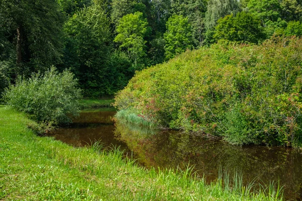 Rivière Forêt Rurale Été Avec Herbes Hautes Feuillage Ruisseau Eau — Photo