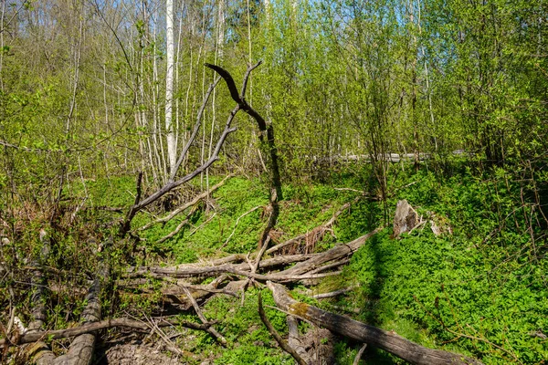 Chaotischen Frühlingswald Üppig Mit Chaotischen Baumstämmen Und Etwas Laub Abstrakte — Stockfoto